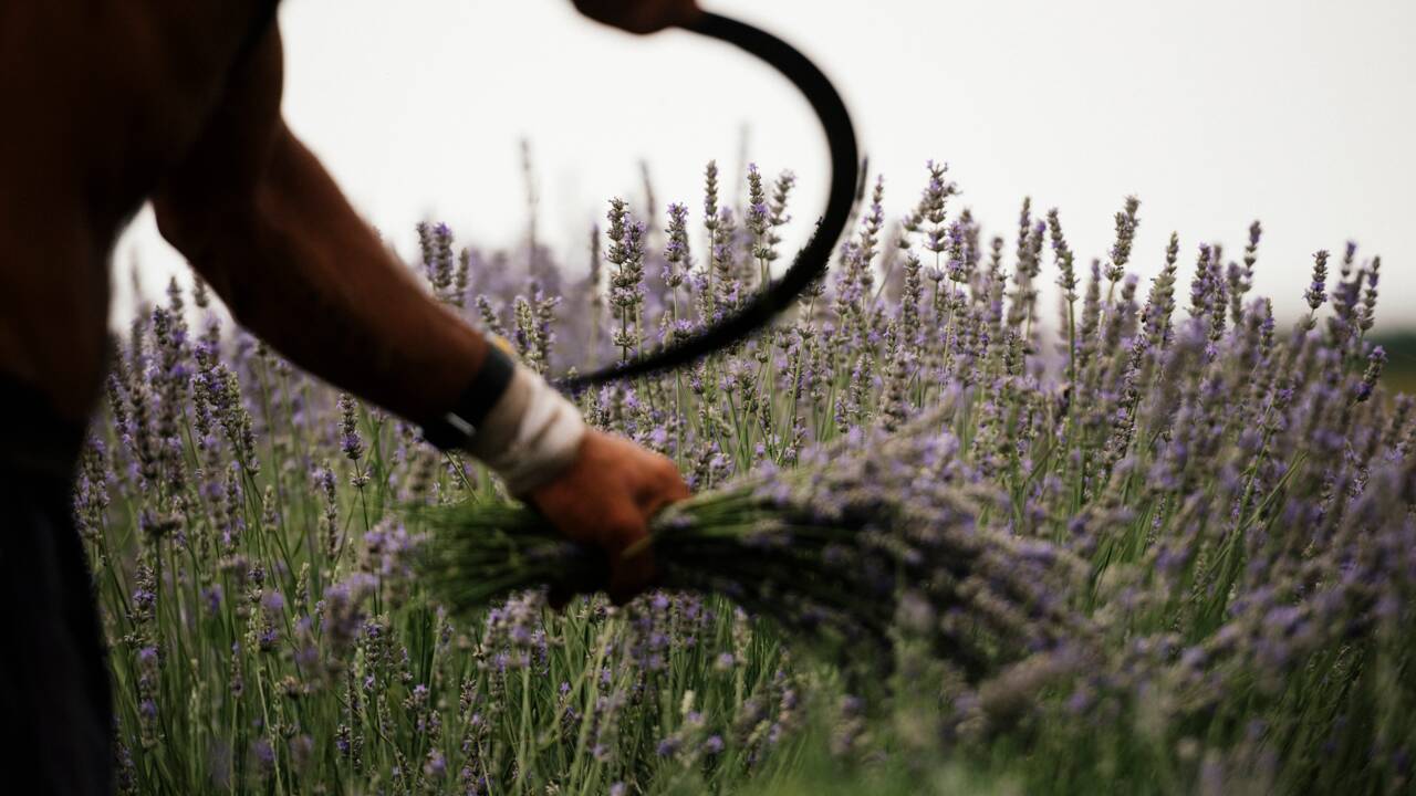 La lavande, "or bleu" de Provence, connaît un essor spectaculaire mais fragile