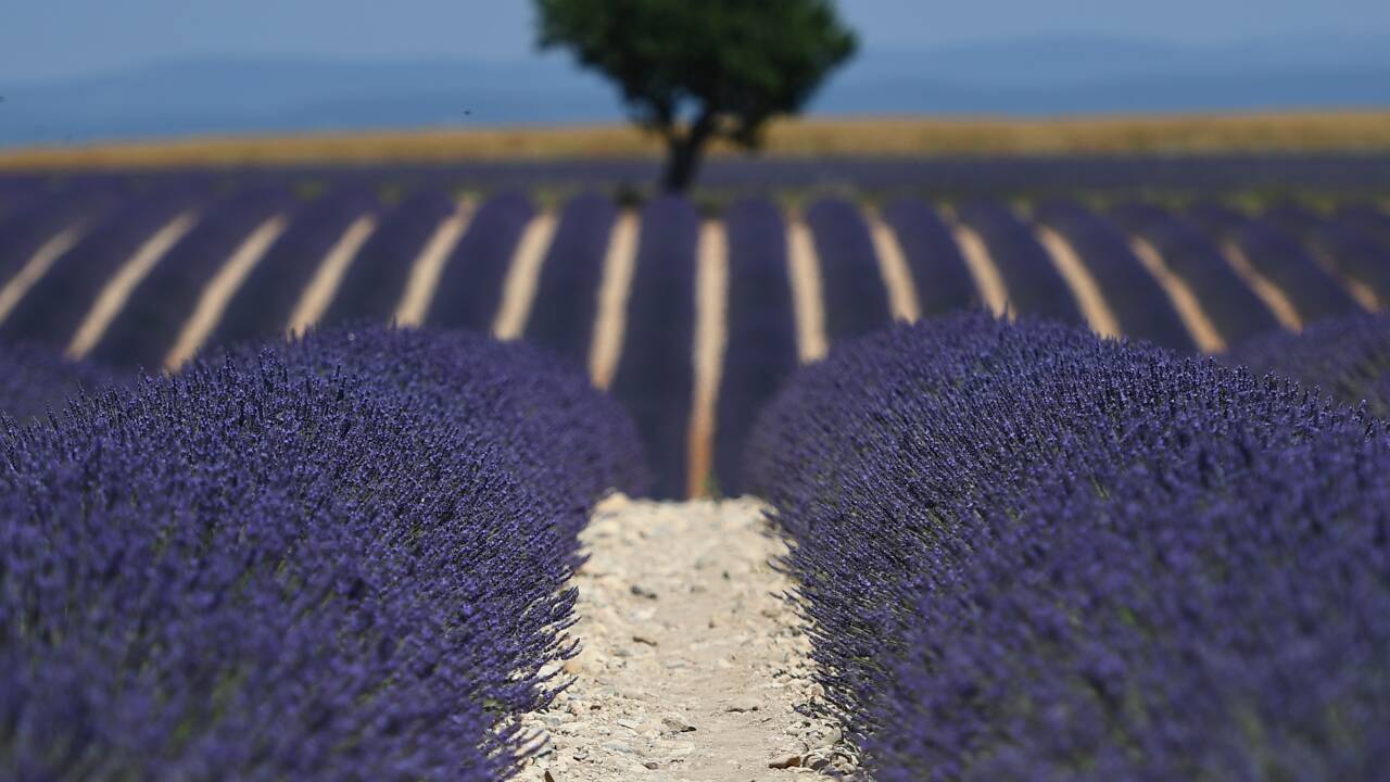 La lavande, "or bleu" de Provence, connaît un essor spectaculaire mais fragile