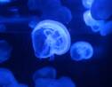 Pourquoi les méduses sont-elles de plus en plus nombreuses ?