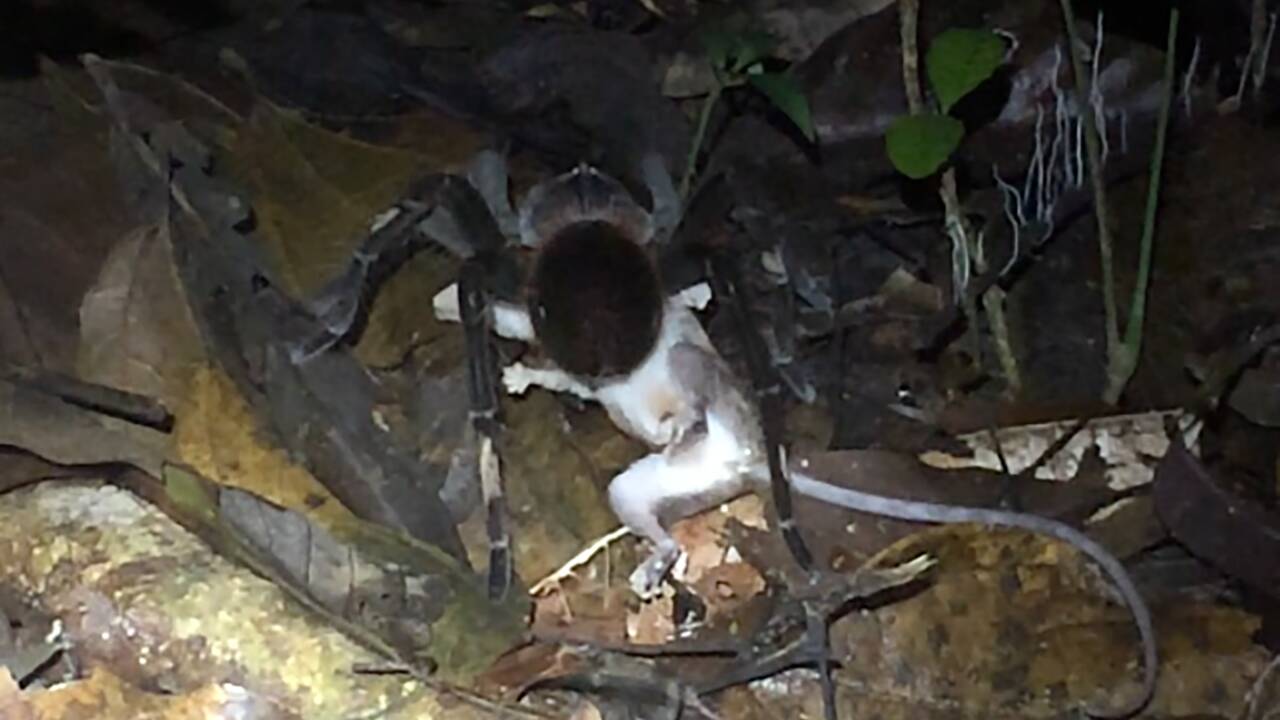 Des chercheurs surprennent une mygale s'attaquer à un jeune opossum en pleine forêt amazonienne