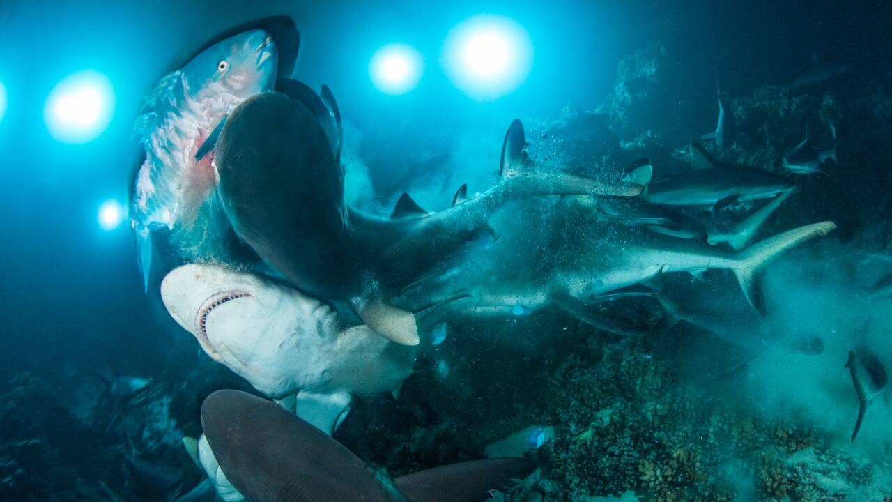 Les plus belles images sous-marines récompensées par l'Underwater photographer of the year