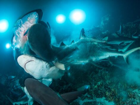 Underwater photographer of the year : les plus belles photos sous-marines de 2019