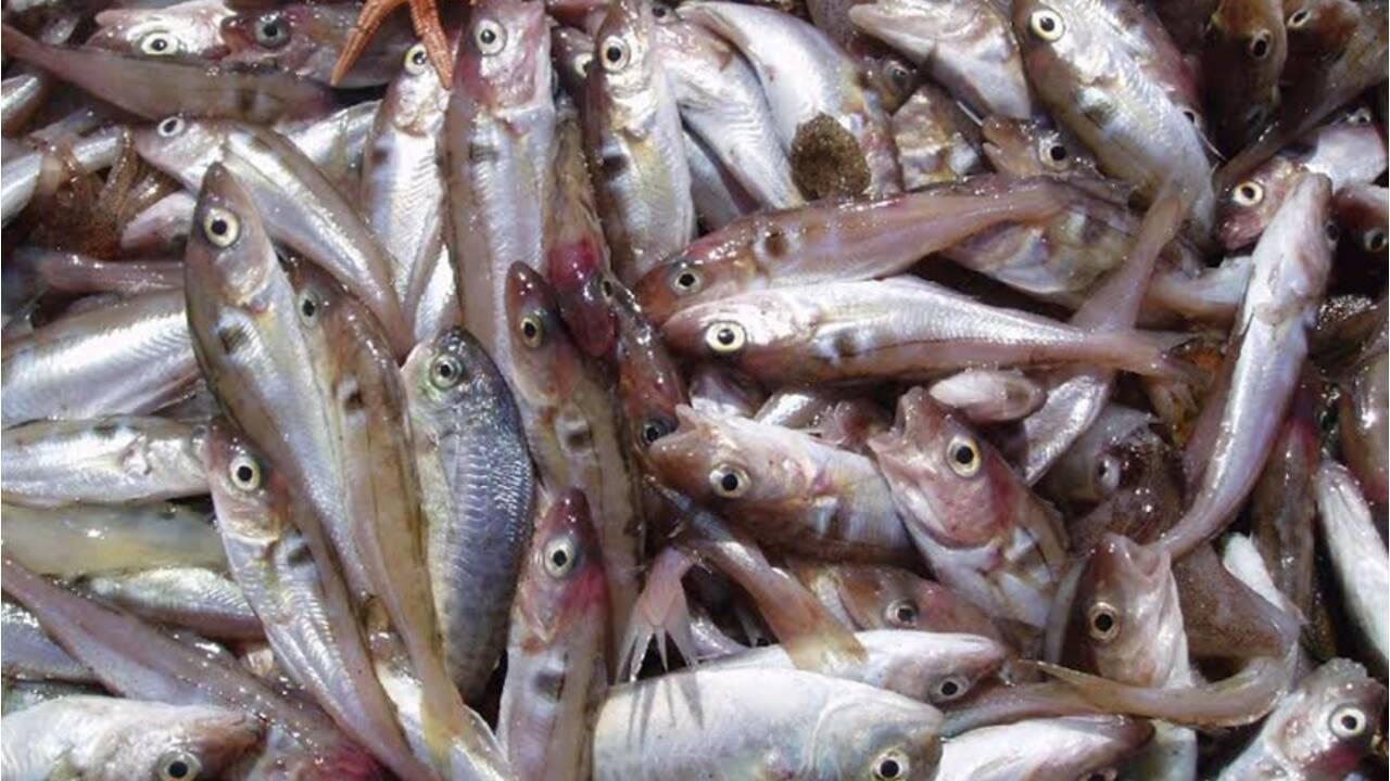 Pêche : le changement climatique aurait fait chuter certains stocks de poissons de 35%