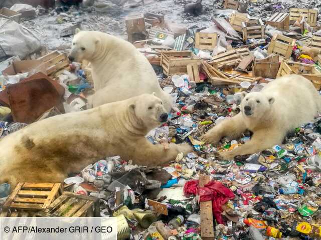 Dans L Arctique Russe Les Ours Polaires Menaces Par Une Presence Humaine Accrue Geo Fr