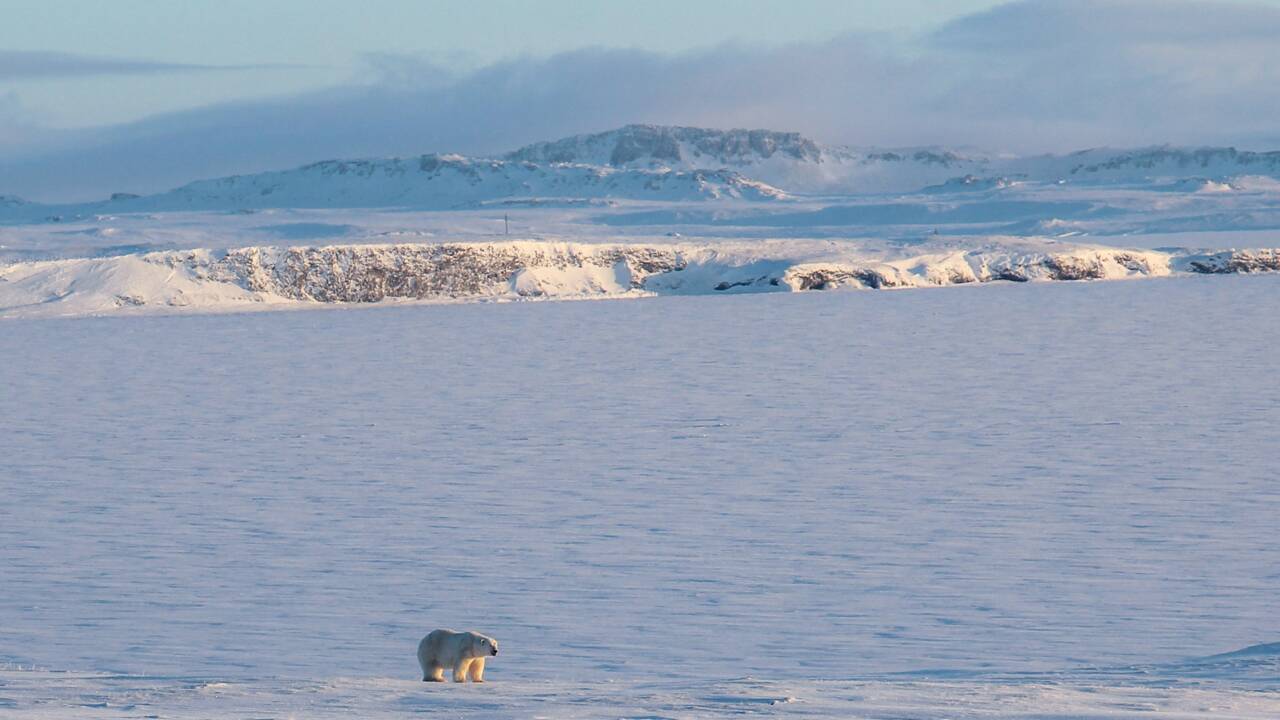Dans l'Arctique russe, les ours polaires menacés par une présence humaine accrue