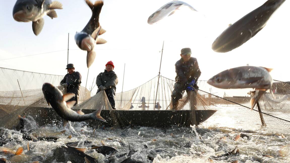 Pêche : le changement climatique aurait fait chuter certains stocks de poissons de 35%