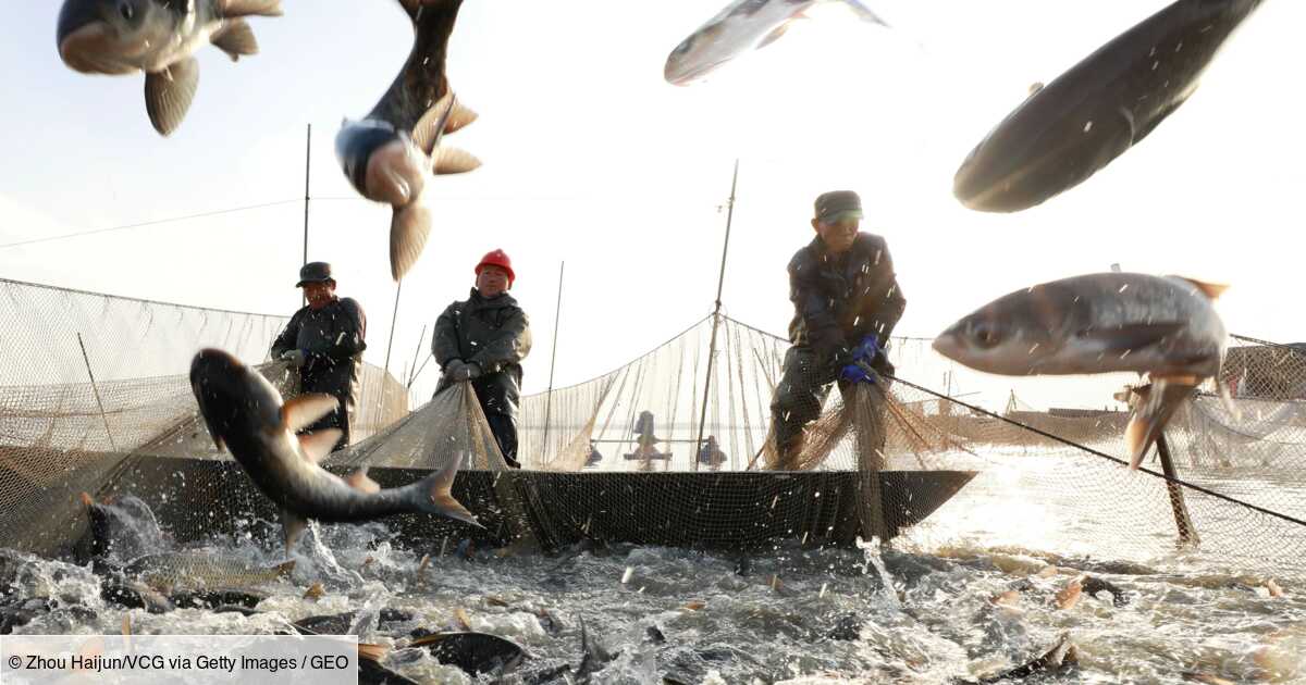 Peche Le Changement Climatique Aurait Fait Chuter Certains Stocks De Poissons De 35 Geo Fr