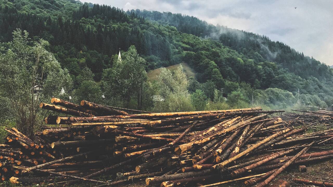 Contre la déforestation, les arbres se mettent à "crier" face aux tronçonneuses en Roumanie