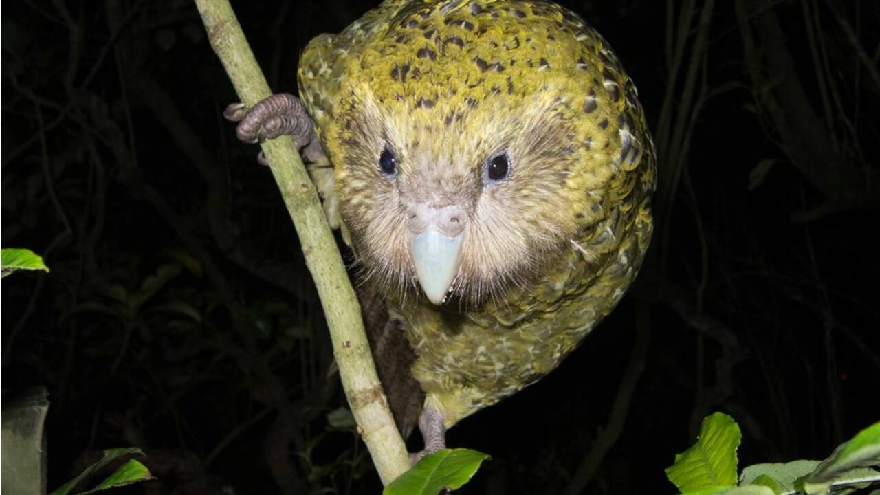 En Nouvelle-Zélande, des chercheurs redoublent d'ingéniosité pour sauver un drôle de perroquet de l'extinction