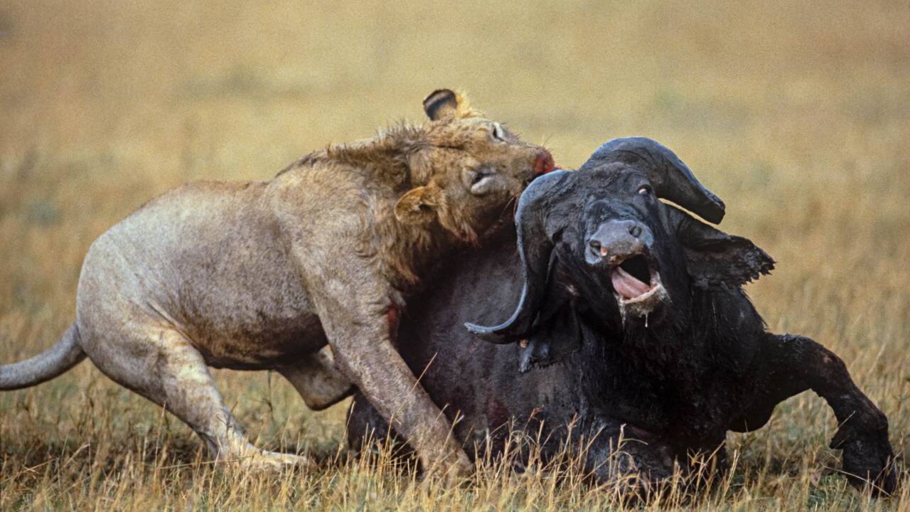 40 ans de GEO : Yann Arthus-Bertrand se souvient de son reportage sur les lions au Kenya