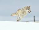 L'Odyssée du loup : un documentaire sur le destin d'un loup en Europe raconté par Kad Merad
