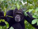 Chez les chimpanzés, la diversité culturelle aussi est victime des humains
