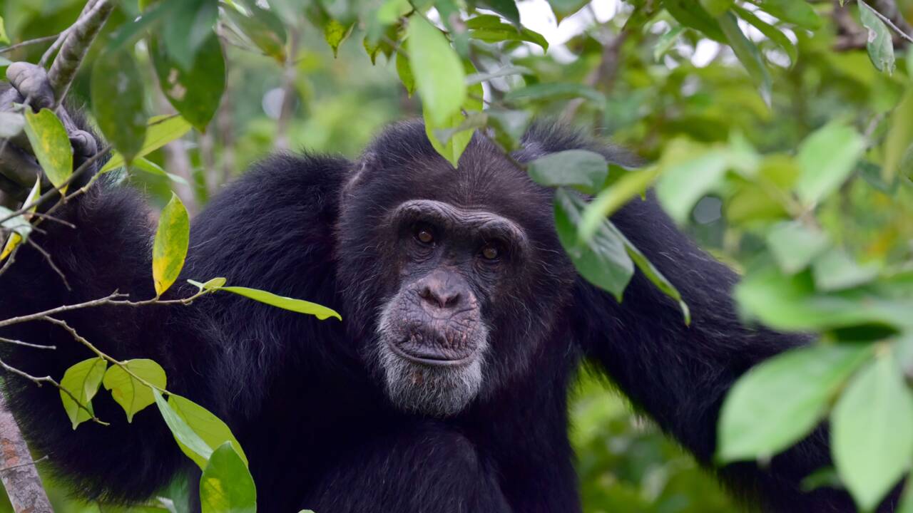 Chez les chimpanzés, la diversité culturelle aussi est victime des humains
