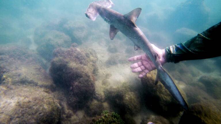 Un Rarissime Bebe Requin Albinos A Un Oeil Decouvert Par Des Pecheurs En Indonesie Geo Fr