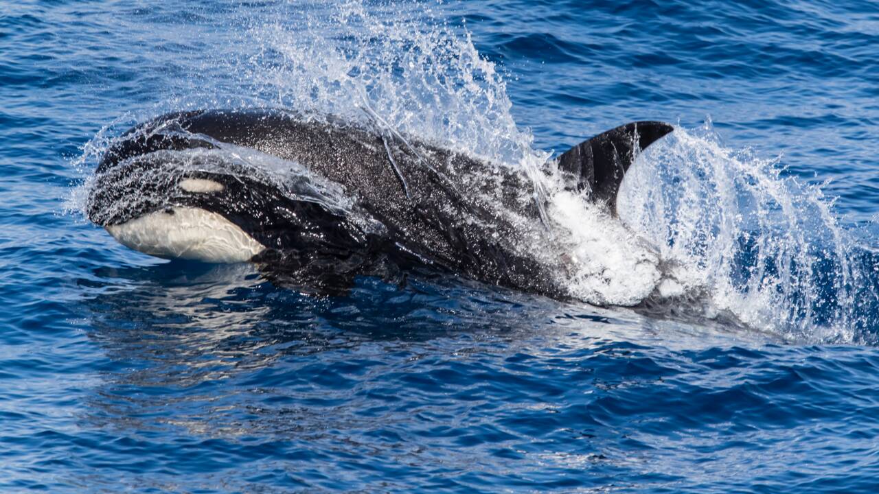 Au large du Chili, des scientifiques ont réussi à filmer une mystérieuse population d'orques