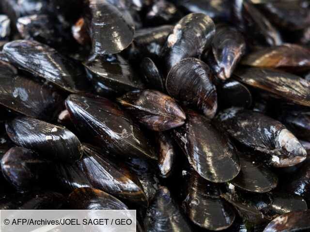 La Moule Un Aspirateur A Pollution Sous La Coquille Geo Fr