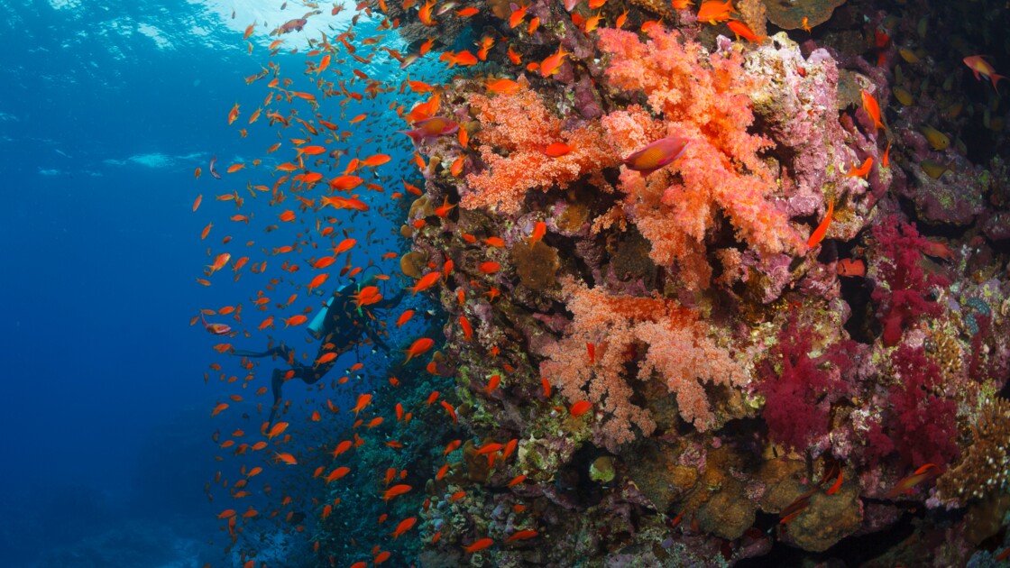 découverte grande barrière de corail