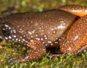 Une nouvelle espèce de grenouille orange découverte en Inde