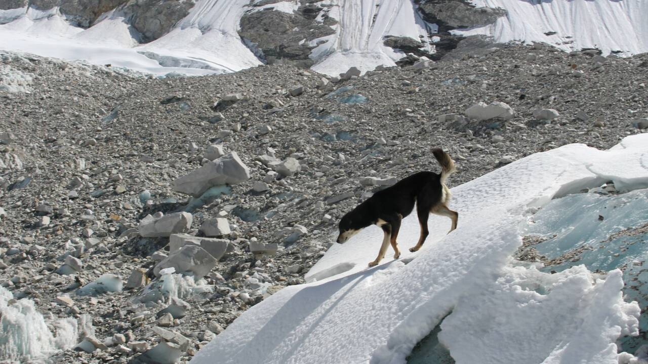 Un chien errant atteint le sommet d'une montagne de l'Himalaya en suivant une expédition