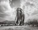 Un photographe capture d'incroyables images d'une éléphante aux longues défenses