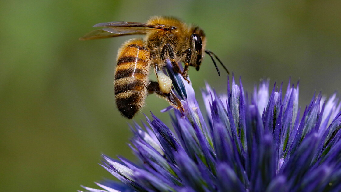 Abeilles En Danger L Anses Veut Durcir La Reglementation Sur Les Pesticides Geo Fr