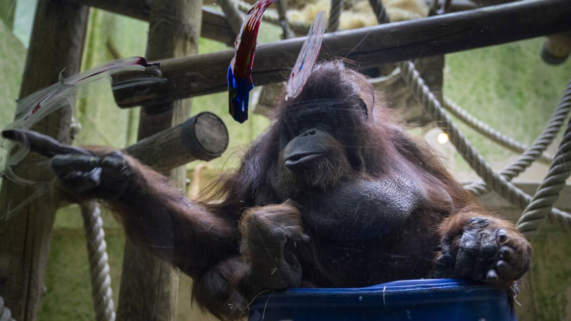 L'orang-outan star Nénette, à l'étroit, attend sa grande volière extérieure