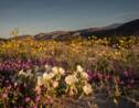 "Super bloom" : quand des milliers de fleurs envahissent le sud de la Californie