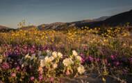 Découvrez les 5 secrets de séduction des fleurs 3 « Super bloom » : quand des milliers de fleurs envahissent le sud de la Californie