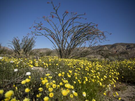 Le sud de la Californie est envahi par des milliers de fleurs