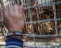 Cinq lions et d'autres animaux vont être évacués d'un zoo de Gaza