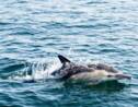 En France, plus de 1.100 dauphins échoués sur la côte atlantique depuis janvier