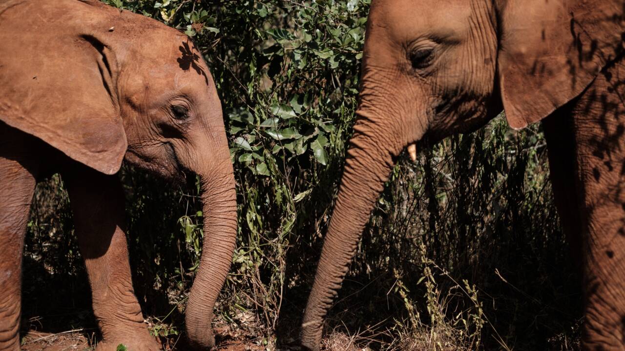 Au Kenya, les éléphanteaux choyés de l'orphelinat Sheldrick