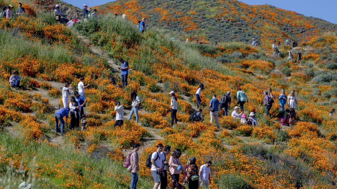 Des milliers de fleurs sauvages au sud de la Californie provoquent le chaos