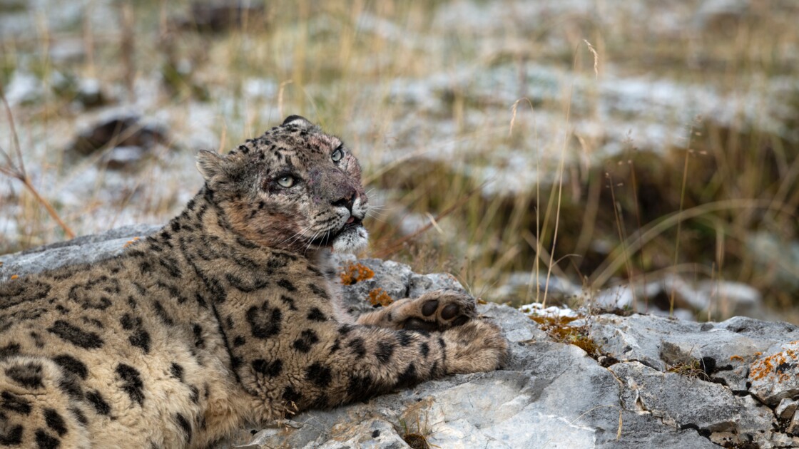 puma des neiges