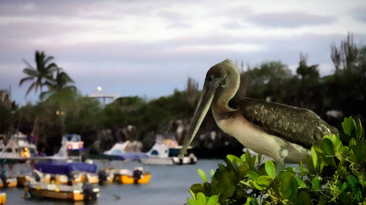 Un monstre au paradis, le plastique menace toute vie aux Galapagos