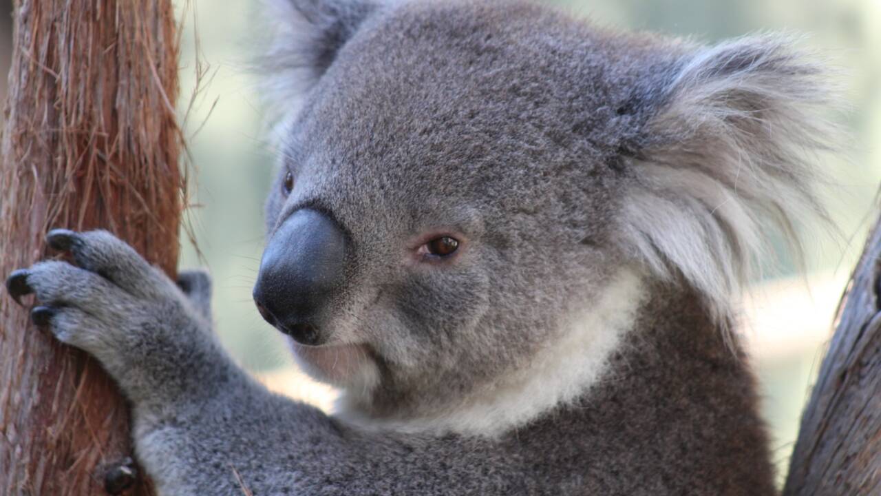 Australie : un koala s'invite dans une voiture pour prendre le frais