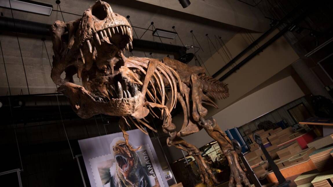 Scotty, le plus grand squelette de Tyrannosaurus rex jamais découvert
