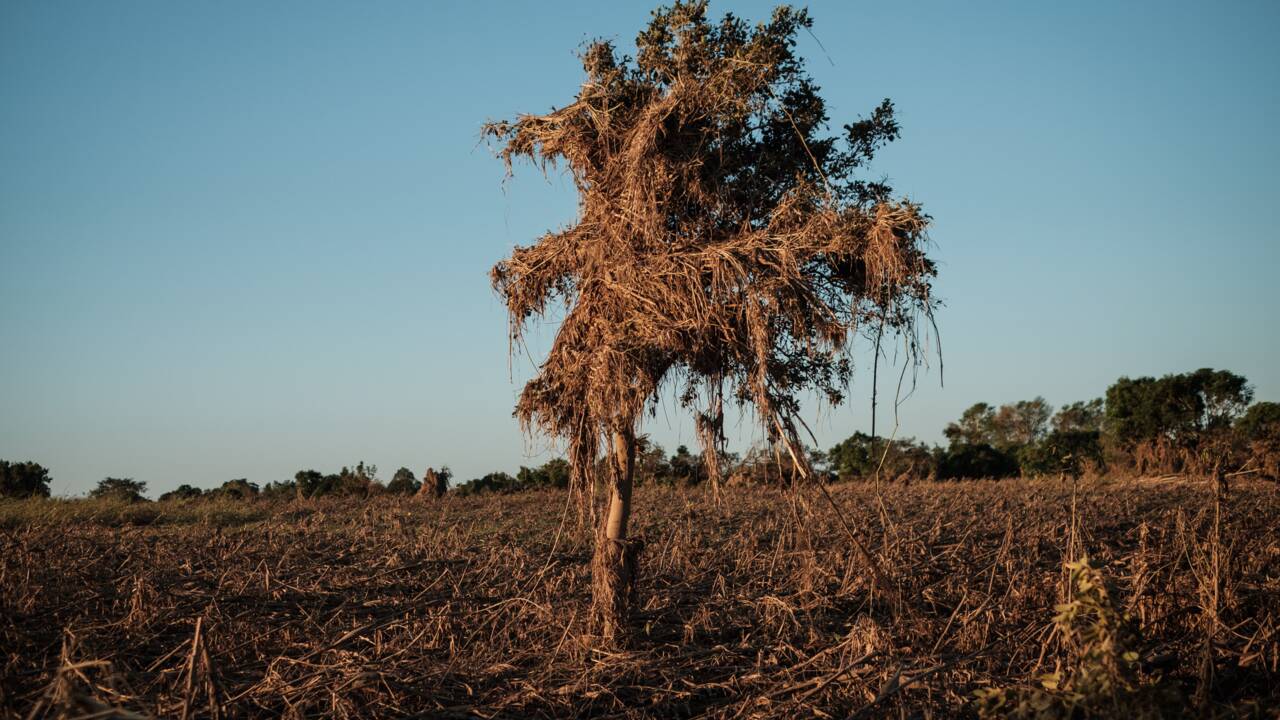 Au Mozambique, quand la branche du manguier a cédé et la vie d'Isabel basculé