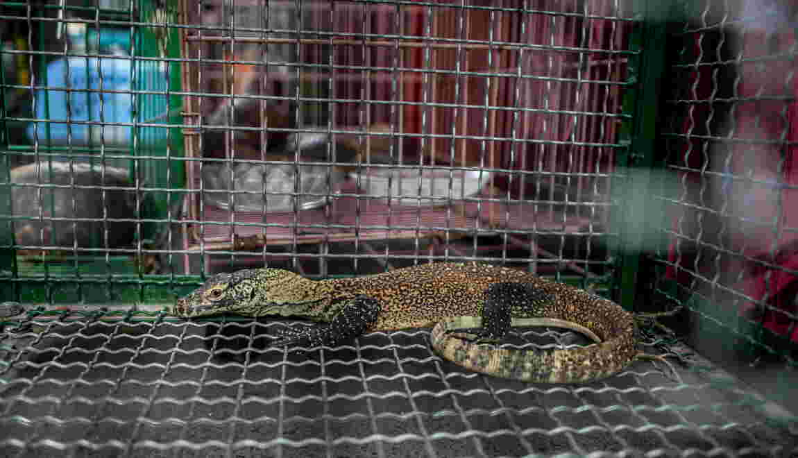 Wakh Komodo Dijual Lewat Facebook Koran Yogya