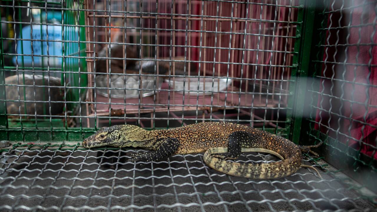 L'Indonésie déjoue un trafic de dragons de Komodo vendus sur Facebook