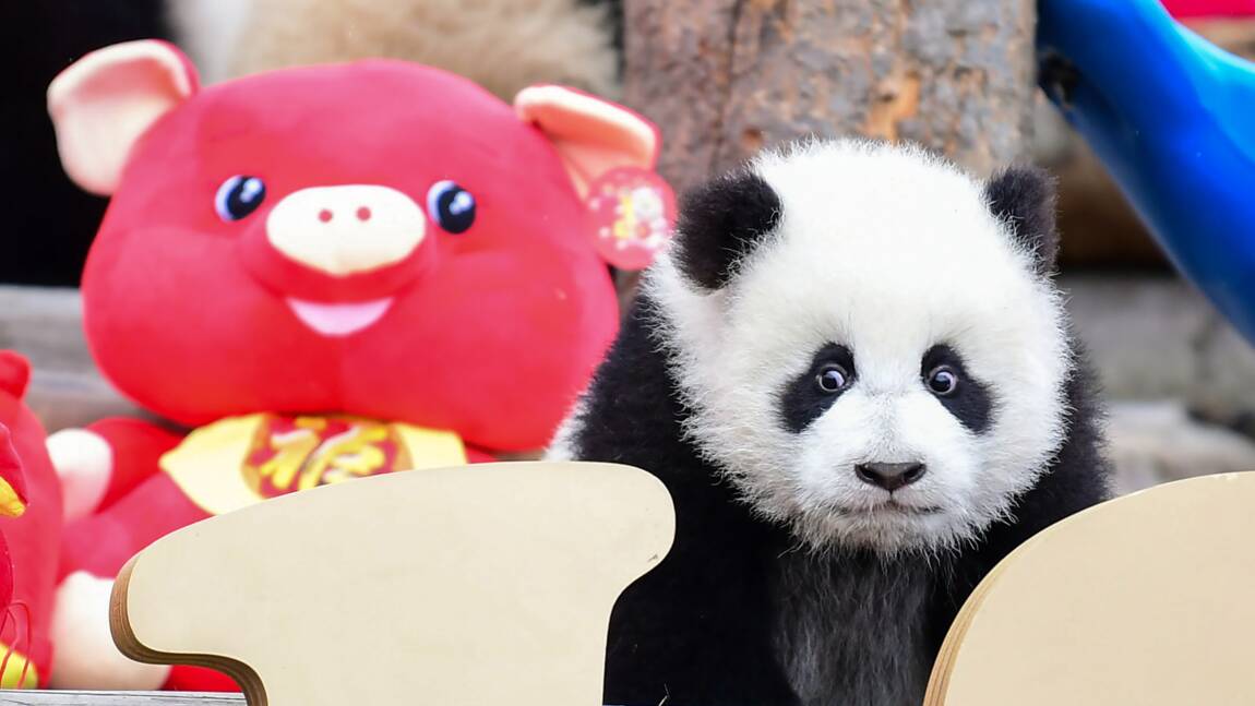 Un zoo californien doit dire au revoir à ses pandas, rapatriés en Chine