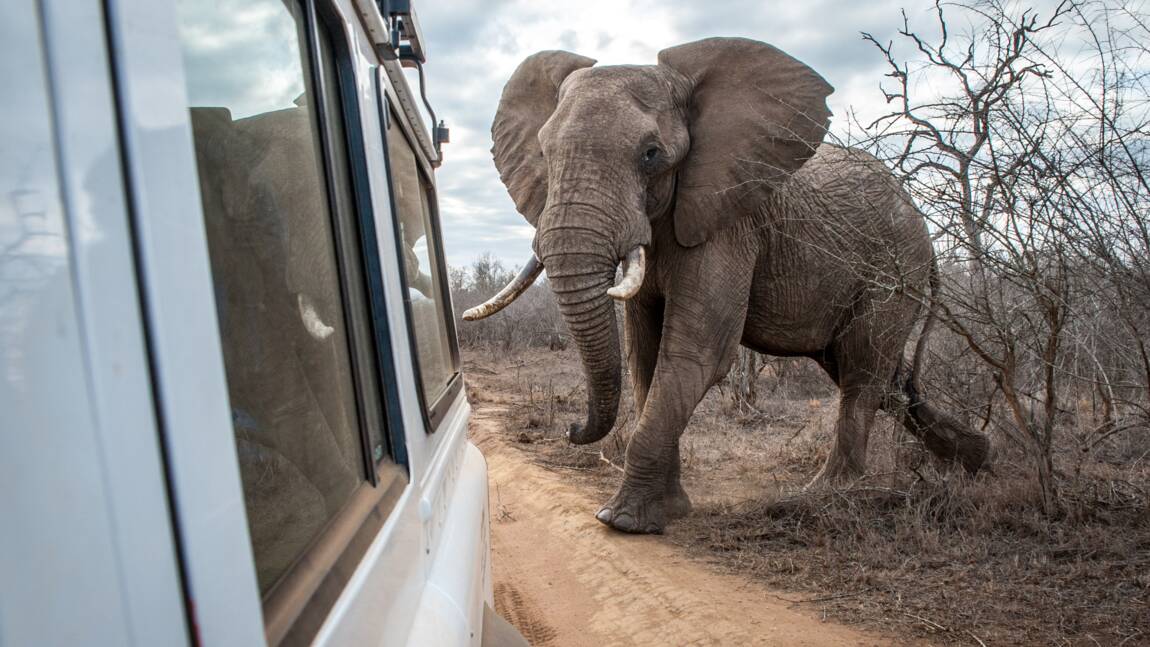Tourisme : les safaris pourraient rendre les éléphants plus agressifs en Afrique