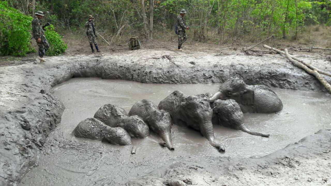 Thaïlande : des bébés éléphants secourus par des gardes forestiers