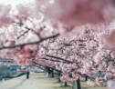 Le Japon célèbre la floraison de ses cerisiers