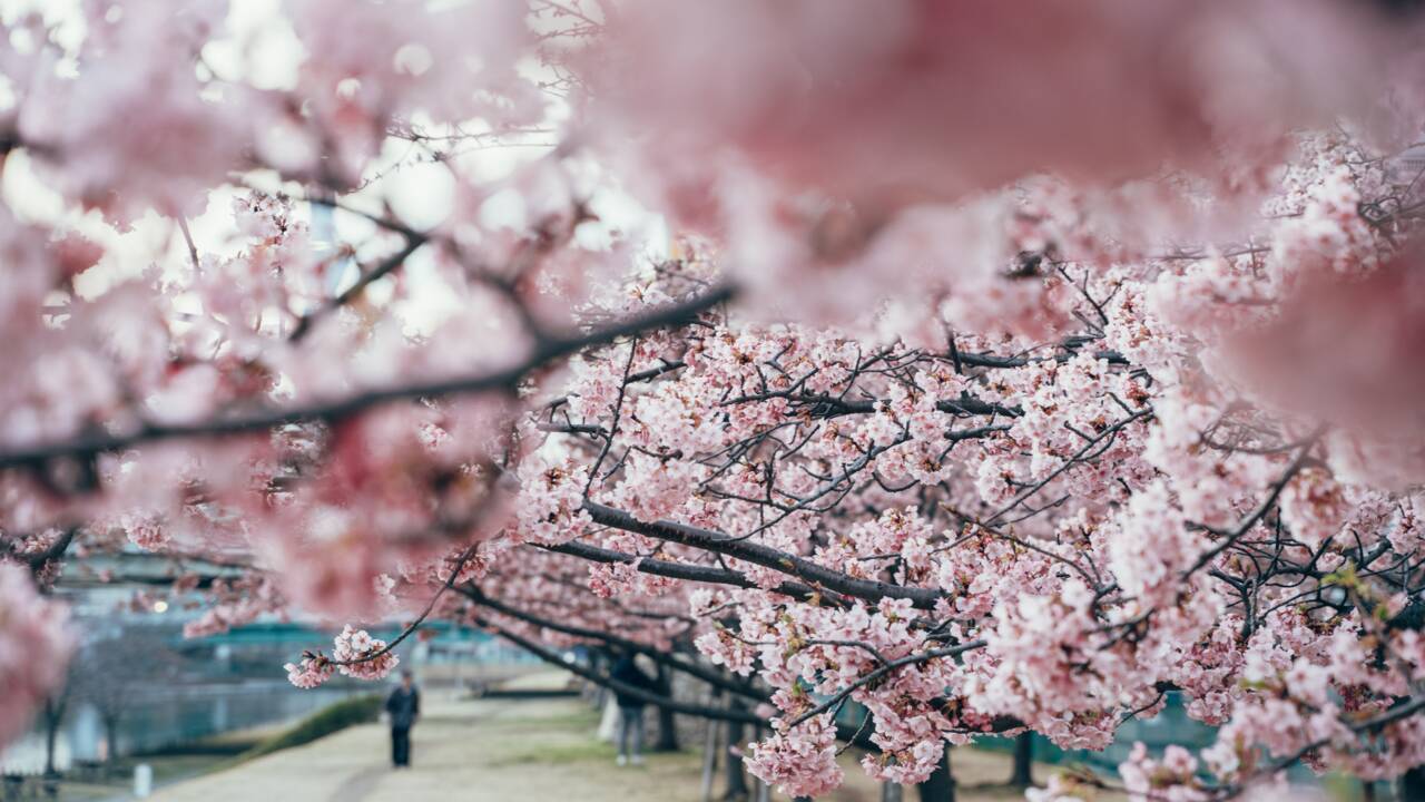 Le Japon célèbre la floraison de ses cerisiers