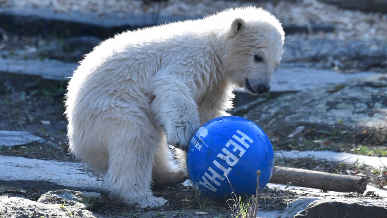 L'oursonne polaire de Berlin prend le nom du club de foot, Hertha