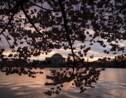 Washington DC célèbre la floraison de ses cerisiers japonais