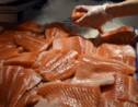Le Canada autorise la production d'un saumon transgénique