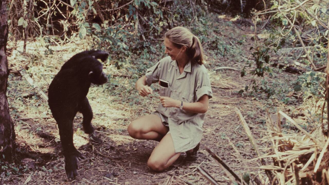 Jane Goodall : 8 choses à savoir sur la primatologue qui a changé notre regard sur les chimpanzés