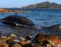 Un cachalot découvert mort le ventre rempli de 22 kilos de plastique en Italie